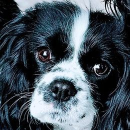 Molly - Cavalier King Charles Spaniel