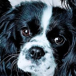 Molly - Cavalier King Charles Spaniel