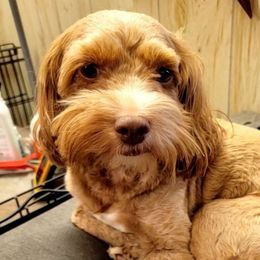 Terra - Cockapoo