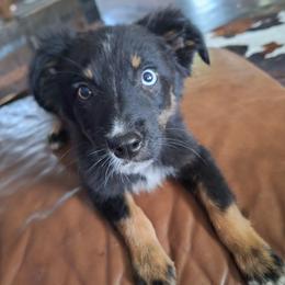 REDUCED.  SHADOW-btm - Black tri-color male Australian Shepherd puppy in Salem, Arkansas from Patchwork Kennels