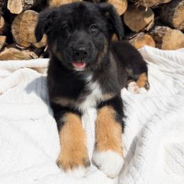 Chucky - Black tri-color male Australian Shepherd puppy in Unionville, Iowa from Soap Creek Kennels
