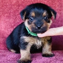 Green Collar Girl - Black and tan female Norfolk Terrier puppy in Bristol, Tennessee from Holston Hollow Farm
