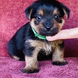 Green Collar Girl - Black and tan female Norfolk Terrier puppy in Bristol, Tennessee from Holston Hollow Farm