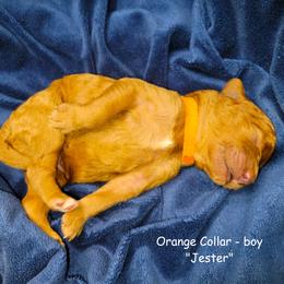 Jester - Red  male Goldendoodle puppy in Greer, South Carolina from South Paw Doodles