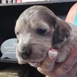 Blue dapple - Dapple male Dachshund puppy in Port Charlotte, Florida from Vicki's Dachshund Crossing