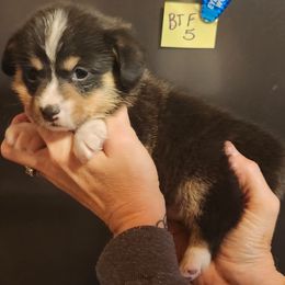 Black tri girl 5 - Black and tan female American Corgi puppy in Hampton, Tennessee from TC Farms Stock Dogs - Miniature Australian Shepherds