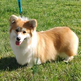 Milo - Pembroke Welsh Corgi