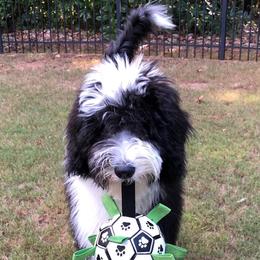 Bernedoodle, Bernese Mountain Dog, and Sheepadoodle All Grown Up from VonDoodles Bernedoodles & Sheepadoodles