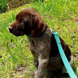 German Shorthaired Pointers from Heel to Point Shorthairs