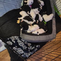 Old English Sheepdog Puppies from Gabriela Moreno's Old English Sheepdogs