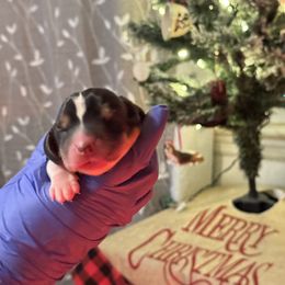 Boy 3 - Basset Hound puppy in Lynchburg, Virginia from Clays Bloodhounds and Bassets
