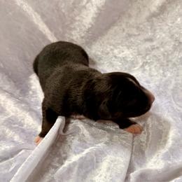 Chocolate - Black tri-color female Australian Shepherd puppy in Mount Vernon, Texas from RJ's Aussie Posse