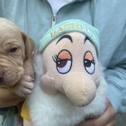 Bashful - Lemon male Pointer puppy in Olympia, Washington from Birdsboro Pointers