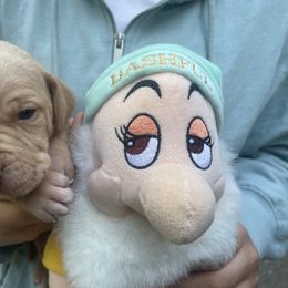 Bashful - Lemon male Pointer puppy in Olympia, Washington from Birdsboro Pointers