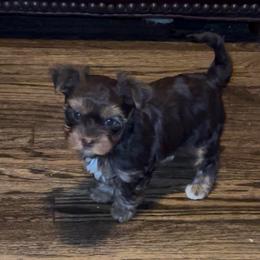 Chocolate  tan female Yorkie - Chocolate and tan female Yorkshire Terrier puppy in Des Moines, Iowa from Diamond Yorkshire Terriers