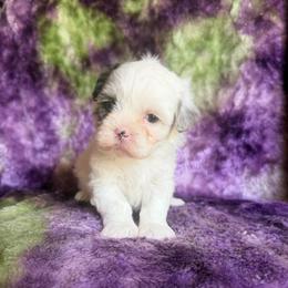 Cinderella - Merle female Shihpoo puppy in Knoxville, Tennessee from Rocky Top Cavapoos
