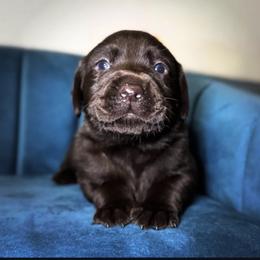 Blue Collar - Chocolate male Labrador Retriever puppy in Somerset, California from Cantina Labs and Cavs
