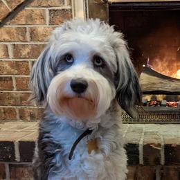 Koa - Aussiedoodle