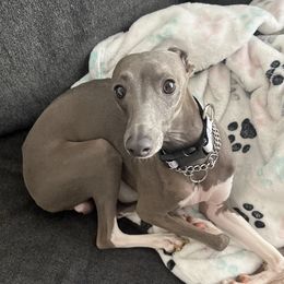 Karl - Italian Greyhound