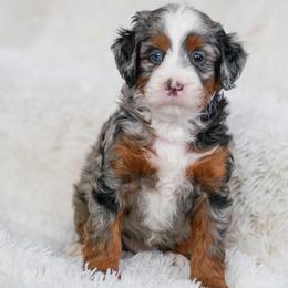 Budget - Merle male Bernedoodle puppy in Dundee, Ohio from Down Home Doodle