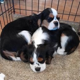 Cavalier King Charles Spaniels from Presley's Pups//  Poodles & king Charles Cavaliers