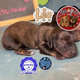 Leo - Brindle male Dachshund puppy in Livingston, Kentucky from Illyria Dox & GSD