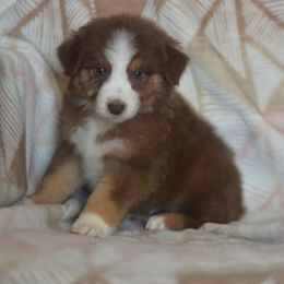 Tangerine - Red tri-color male Australian Shepherd puppy in Delta, Colorado from PTK Ranch