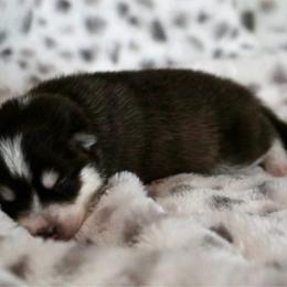 Blue Collar - Black and white male Pomsky puppy in St. Peters, Missouri from Saint Peters Pomskies