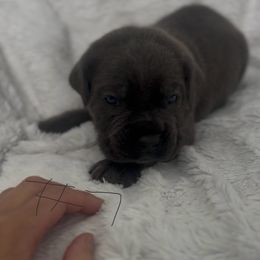 Boy 6 - Gray brindle male Cane Corso puppy in Tremonton, Utah from Westland Kennels