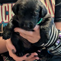 Luigi, Green Collar - Black male Labrador Retriever puppy in Commerce, Oklahoma from Standing Water Kennels
