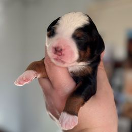 Boots - Tri-color male Bernedoodle puppy in Hillsboro, Oregon from Myt fine doodles