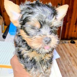 FALLON - Blue and gold female Yorkshire Terrier puppy in Michigan from TLC TenderLittleCuties
