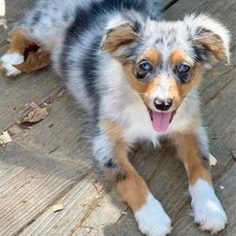 Aurora - Blue merle female Miniature Australian Shepherd puppy in Patterson, North Carolina from DreamLine Aussies