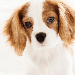 Cavalier King Charles Spaniels from Pine Haven Cavaliers