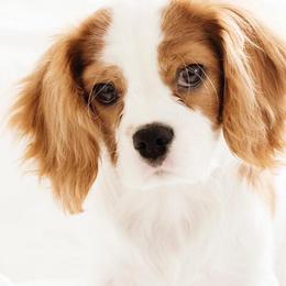 Cavalier King Charles Spaniels from Pine Haven Cavaliers