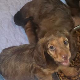 Riker - Red male Dachshund puppy in Klamath Falls, Oregon from Luvindoxys4u