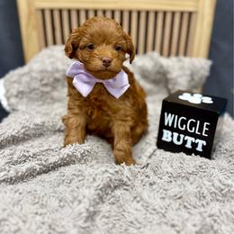 Pip - Red female Aussiedoodle puppy in Science Hill, Kentucky from Southern Paws Kennels