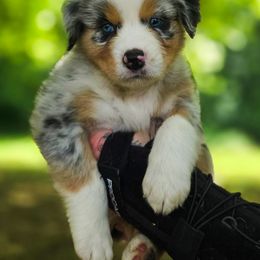 Australian Shepherd Puppies from Kenmont Kennels