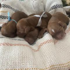 Cavapoo puppies from Cavish's Missouri Cavaliers, Cavapoos, and Miniature Poodles