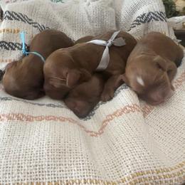 Cavapoo puppies from Cavish's Missouri Cavaliers, Cavapoos, and Miniature Poodles