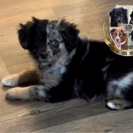 Australian Shepherds, Miniature American Shepherds, Miniature Australian Shepherds, and Toy Australian Shepherds from HP Aussie Kennels