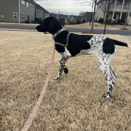 German Shorthaired Pointer Puppies from Howell Farm GSP