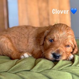 Clover - Apricot male Goldendoodle puppy in Lancaster, Minnesota from North Star Dog Training
