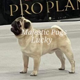 Lucky - Pug