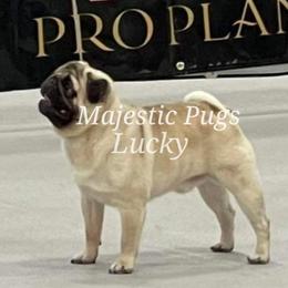 Lucky - Pug