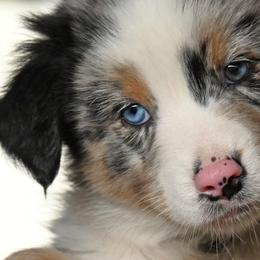 Australian Shepherds from Foster Creek Farm