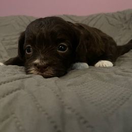 Brandy - Chocolate female Havanese puppy in Portage, Indiana from Happiness in Havanese
