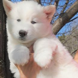 Siberian Husky Puppies from Delta Huskies