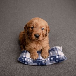 Chip - Dark golden male Golden Retriever puppy in Buhl, Idaho from Atkinson's Goldens