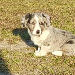 Cardigan Welsh Corgi Puppies from Raglan Cardigans